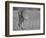 Focused Predator-Jaco Marx-Framed Photographic Print