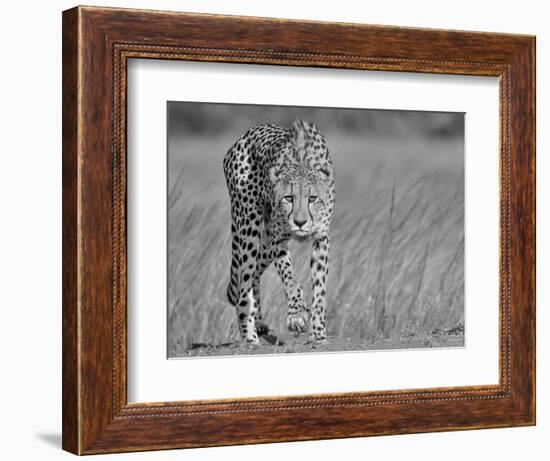 Focused Predator-Jaco Marx-Framed Photographic Print