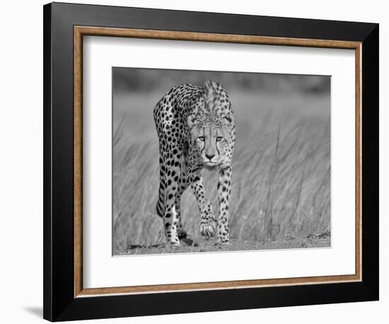 Focused Predator-Jaco Marx-Framed Photographic Print