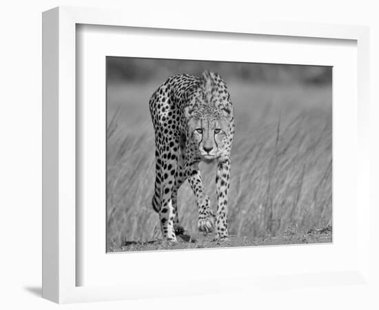 Focused Predator-Jaco Marx-Framed Photographic Print