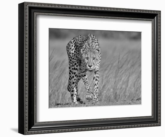 Focused Predator-Jaco Marx-Framed Photographic Print