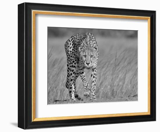 Focused Predator-Jaco Marx-Framed Photographic Print