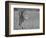 Focused Predator-Jaco Marx-Framed Photographic Print