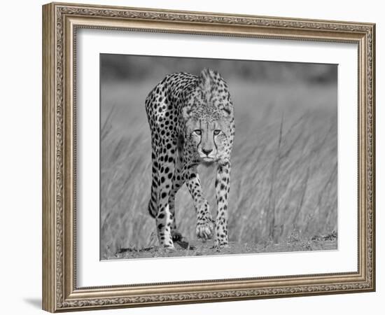 Focused Predator-Jaco Marx-Framed Photographic Print