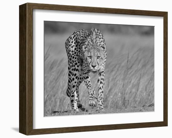 Focused Predator-Jaco Marx-Framed Photographic Print