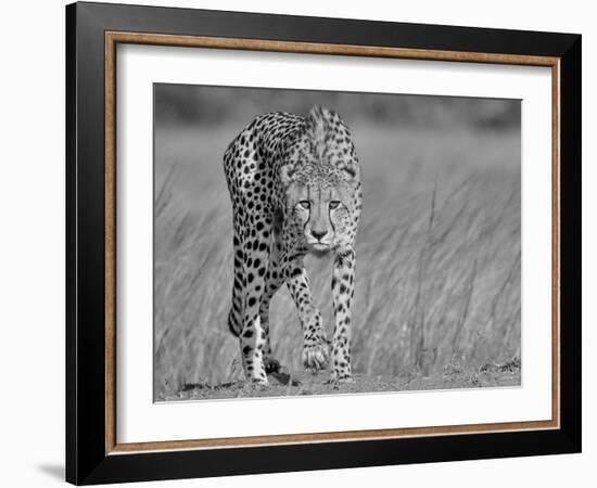 Focused Predator-Jaco Marx-Framed Photographic Print