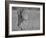 Focused Predator-Jaco Marx-Framed Photographic Print