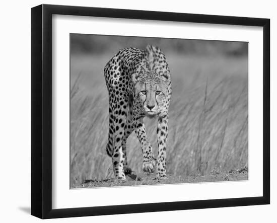 Focused Predator-Jaco Marx-Framed Photographic Print