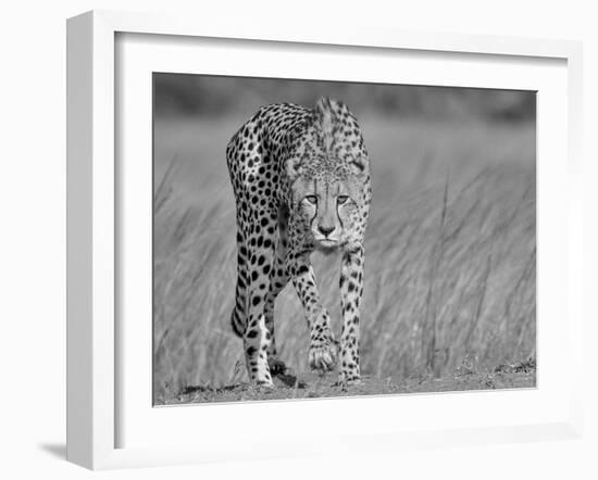 Focused Predator-Jaco Marx-Framed Photographic Print