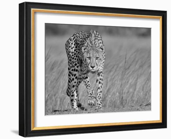 Focused Predator-Jaco Marx-Framed Photographic Print