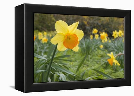 Focusing on Spring-Adrian Campfield-Framed Premier Image Canvas