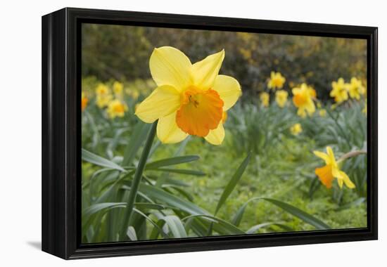 Focusing on Spring-Adrian Campfield-Framed Premier Image Canvas