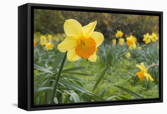 Focusing on Spring-Adrian Campfield-Framed Premier Image Canvas