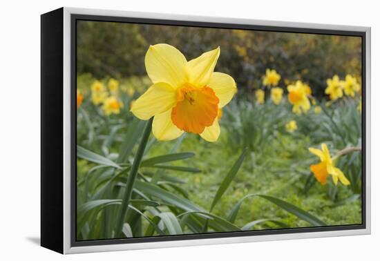 Focusing on Spring-Adrian Campfield-Framed Premier Image Canvas