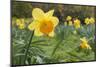 Focusing on Spring-Adrian Campfield-Mounted Photographic Print