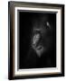 Focussed-Ruud Peters-Framed Photographic Print