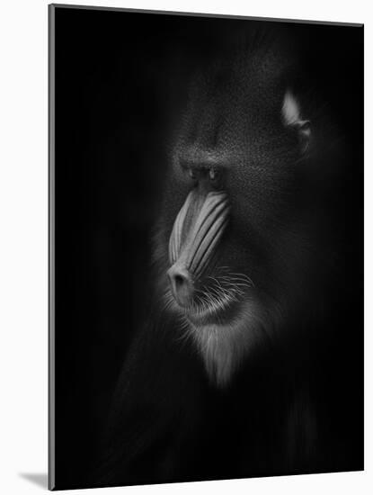 Focussed-Ruud Peters-Mounted Photographic Print