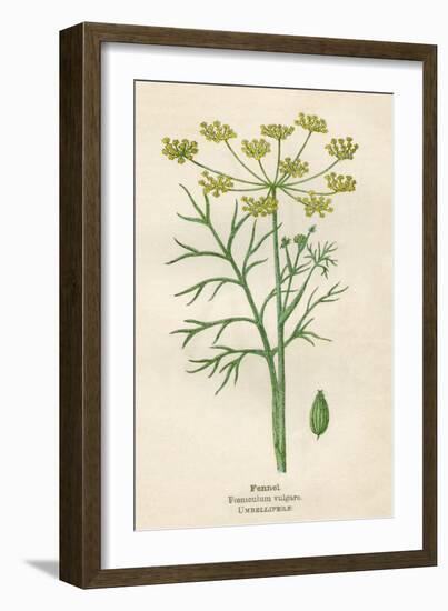 Foeniculum Vulgare-Mabel E Step-Framed Art Print