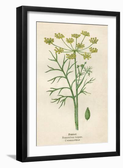 Foeniculum Vulgare-Mabel E Step-Framed Art Print