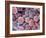 Foetal Blood Stem Cells, SEM-Steve Gschmeissner-Framed Photographic Print