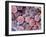 Foetal Blood Stem Cells, SEM-Steve Gschmeissner-Framed Photographic Print