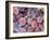 Foetal Blood Stem Cells, SEM-Steve Gschmeissner-Framed Photographic Print