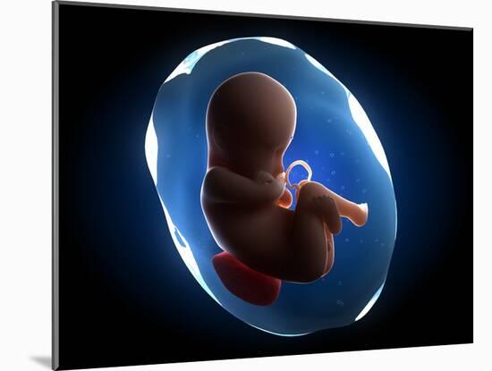 Foetus, Artwork-SCIEPRO-Mounted Photographic Print