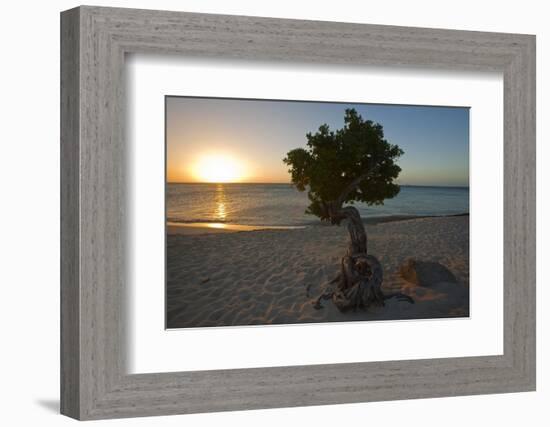 Fofoti Divi Tree at Sunset Aruba-George Oze-Framed Photographic Print