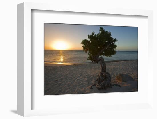 Fofoti Divi Tree at Sunset Aruba-George Oze-Framed Photographic Print