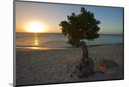 Fofoti Divi Tree at Sunset Aruba-George Oze-Mounted Photographic Print