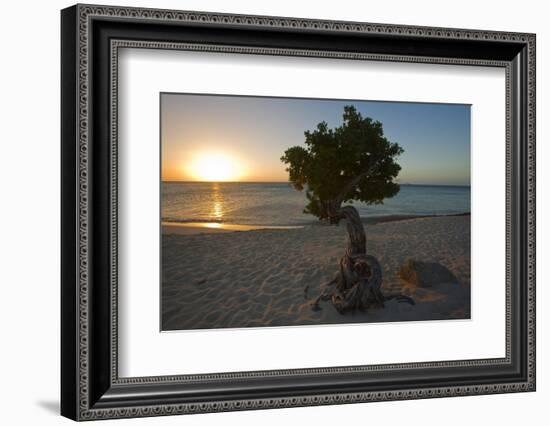 Fofoti Divi Tree at Sunset Aruba-George Oze-Framed Photographic Print