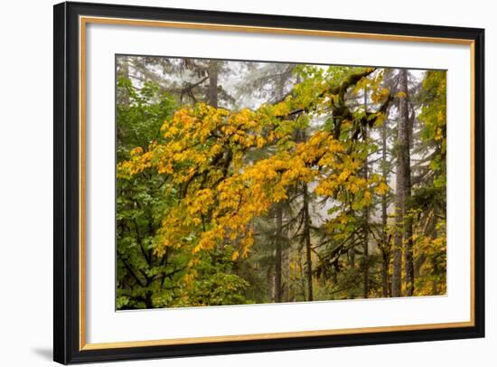 Fog Accents Forest in Autumn Colors at Sliver Falls SP, Oregon-Chuck Haney-Framed Photographic Print