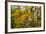 Fog Accents Forest in Autumn Colors at Sliver Falls SP, Oregon-Chuck Haney-Framed Photographic Print