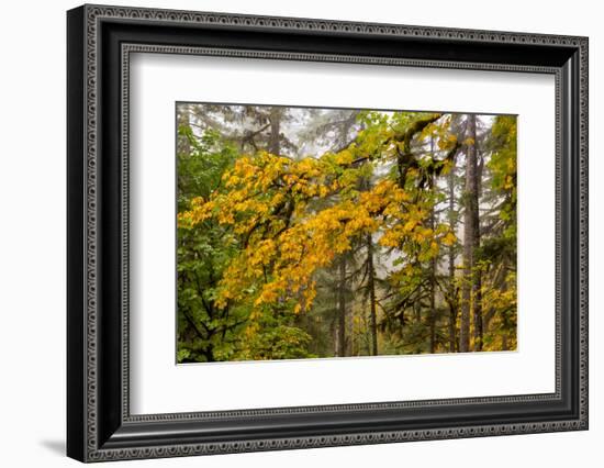 Fog Accents Forest in Autumn Colors at Sliver Falls SP, Oregon-Chuck Haney-Framed Photographic Print