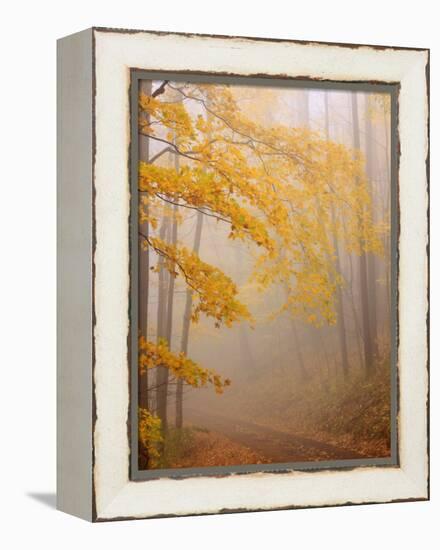 Fog and Autumn Foliage, Great Smoky Mountains National Park, North Carolina, USA-Joanne Wells-Framed Premier Image Canvas