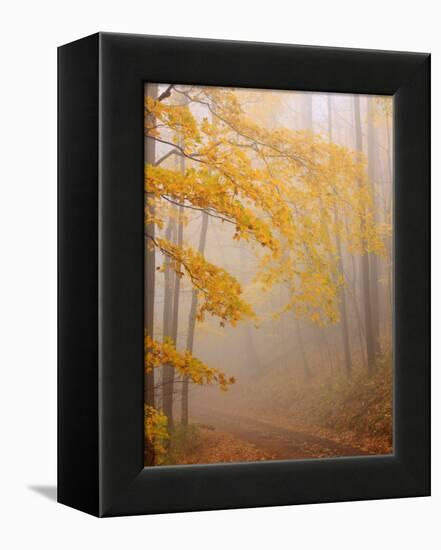 Fog and Autumn Foliage, Great Smoky Mountains National Park, North Carolina, USA-Joanne Wells-Framed Premier Image Canvas