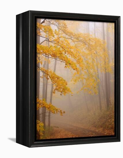 Fog and Autumn Foliage, Great Smoky Mountains National Park, North Carolina, USA-Joanne Wells-Framed Premier Image Canvas