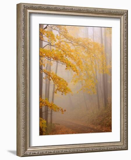 Fog and Autumn Foliage, Great Smoky Mountains National Park, North Carolina, USA-Joanne Wells-Framed Photographic Print