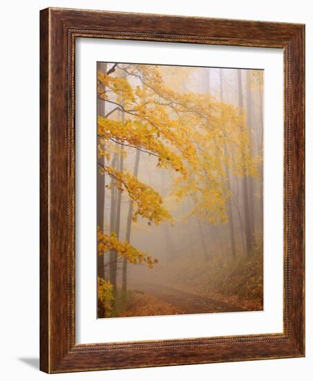 Fog and Autumn Foliage, Great Smoky Mountains National Park, North Carolina, USA-Joanne Wells-Framed Photographic Print