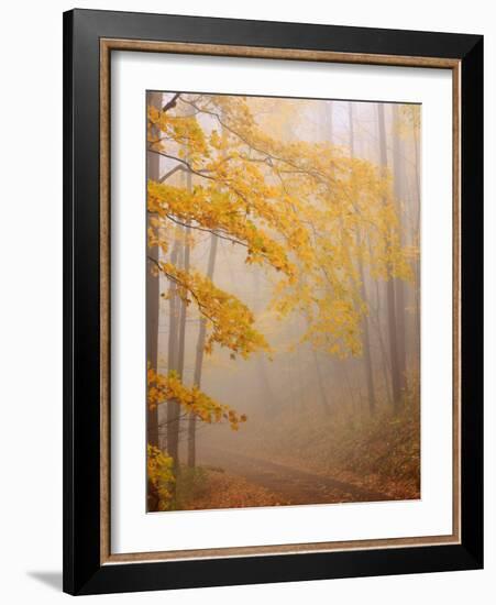 Fog and Autumn Foliage, Great Smoky Mountains National Park, North Carolina, USA-Joanne Wells-Framed Photographic Print