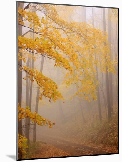 Fog and Autumn Foliage, Great Smoky Mountains National Park, North Carolina, USA-Joanne Wells-Mounted Photographic Print