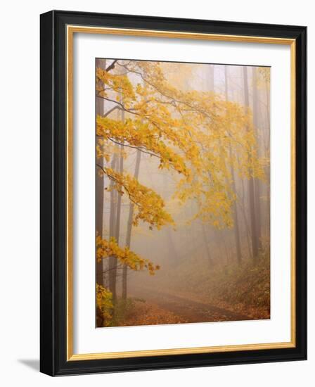 Fog and Autumn Foliage, Great Smoky Mountains National Park, North Carolina, USA-Joanne Wells-Framed Photographic Print