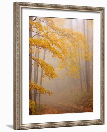 Fog and Autumn Foliage, Great Smoky Mountains National Park, North Carolina, USA-Joanne Wells-Framed Photographic Print