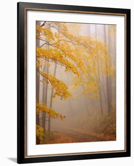 Fog and Autumn Foliage, Great Smoky Mountains National Park, North Carolina, USA-Joanne Wells-Framed Photographic Print