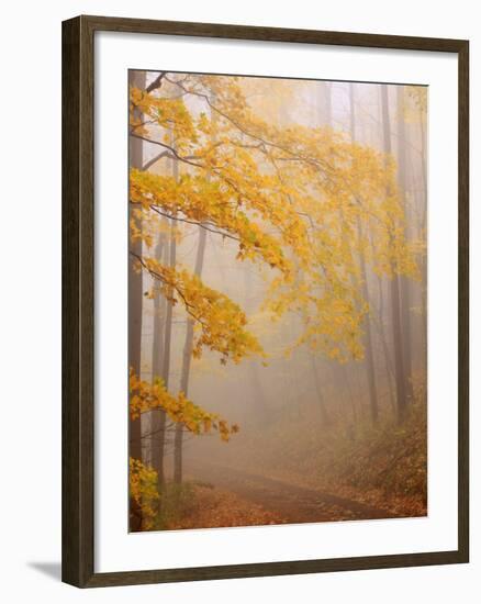 Fog and Autumn Foliage, Great Smoky Mountains National Park, North Carolina, USA-Joanne Wells-Framed Photographic Print