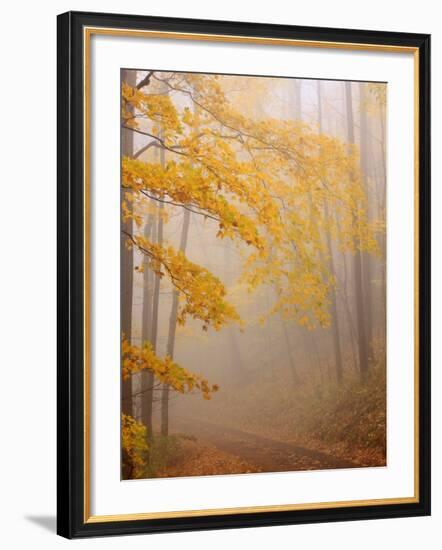 Fog and Autumn Foliage, Great Smoky Mountains National Park, North Carolina, USA-Joanne Wells-Framed Photographic Print