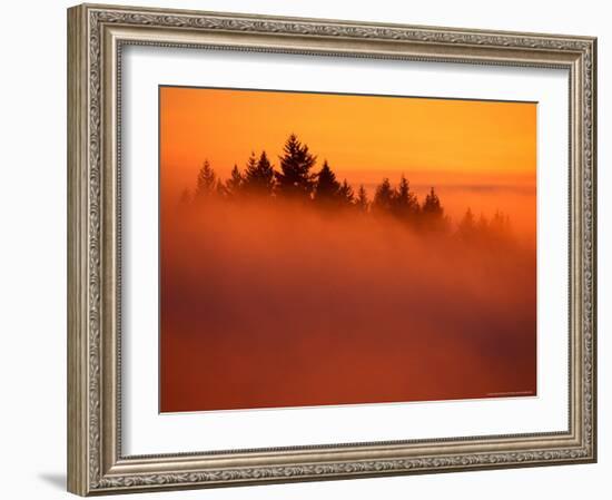 Fog and Clouds Over a Forest-Janis Miglavs-Framed Photographic Print