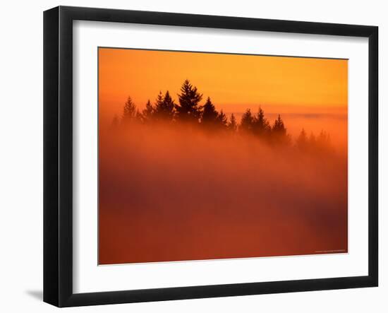 Fog and Clouds Over a Forest-Janis Miglavs-Framed Photographic Print