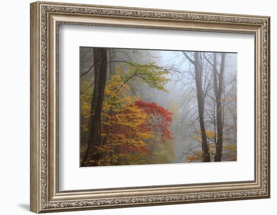 Fog and Fall Foliage, Smoky Mountains National Park, Tennessee, USA-Joanne Wells-Framed Photographic Print