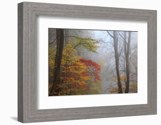 Fog and Fall Foliage, Smoky Mountains National Park, Tennessee, USA-Joanne Wells-Framed Photographic Print